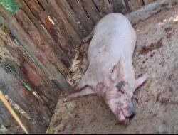 Seekor Babi yang di Terkam Buaya Milik Warga Kelurahan Buraen.