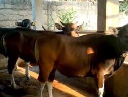 Pengusaha Ternak Sapi di Kupang Merasa Dirugikan