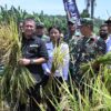 Ket. Foto: Bupati Kupang, Yosef Lede, S. H dan Wakil Bupati Kupang, Aurum Obe Titu Eki, S. Ars., M. Ars Panen Padi Perdana di Desa Pantulan.