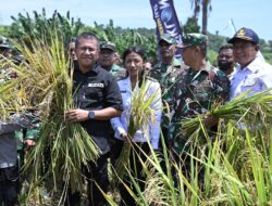 Perdana, Bupati dan Wabup Kupang Panen Padi di Kecamatan Sulamu Sukseskan Swasembada Pangan