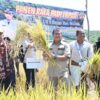 Ket. Kupang: Panen Raya Bersama di Desa Enoraen, Kecamatan Amarasi Timur.
