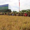 Ket. Foto: Situasi Panen Raya Bendungan Leter T, Kelurahan Babau, Kecamatan Kupang Timur, Kabupaten Kupang, NTT.