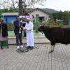 Ket. Foto: Bupati Kupang, Yosef Lede, SH saat Menyerahkan Hewan Kurban.