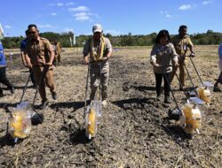 Bupati Kupang Gelar Tanam Jagung dan Padi Musim 2 di Desa Penfui Timur