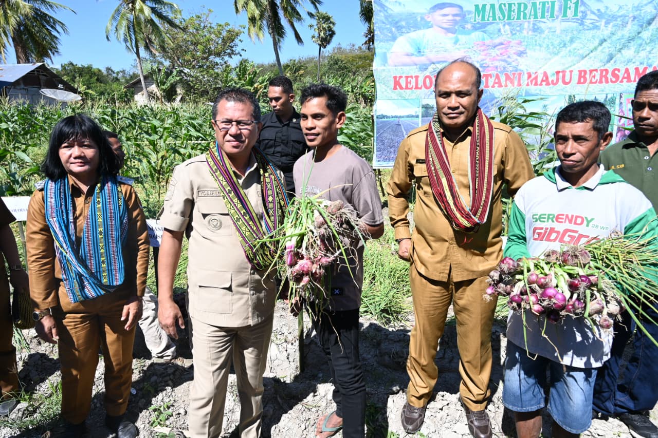 Ket. Foto: Panen Simbolis Bawang Merah Maserati F1 oleh Kelompok Tani (Poktan) Maju Bersama Kelurahan Oesao.