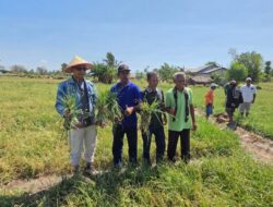 Anggota DPR RI, Usman Husin dan Poktan Panen Raya Bawang Merah di Kelurahan Oesao