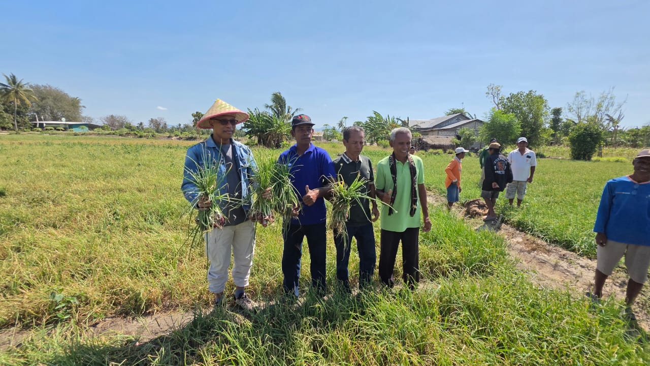 Ket. Foto: Anggora DPR RI PKB, Usman Husin Panen Raya Bawang Merah Bersama Kelompok Tani (Poktan) Oesao.