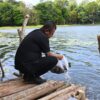 Ket. Foto: Bupati Kupang, Yosef Lede saat Menabur Ikan di Danau Nefokou.