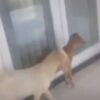 Ket. Foto: Tangkapan Media Ini, Nampak Dua Ekor Ternak Kambing Sedang Berada di Pintu Masuk Kantor DPRD Kabupaten Kupang.