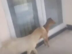 DPRD Kabupaten Kupang Reses, Kambing Sambut LP2TRI dan Masyarakat saat Mendatangi Kantor DPRD