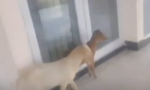 Ket. Foto: Tangkapan Media Ini, Nampak Dua Ekor Ternak Kambing Sedang Berada di Pintu Masuk Kantor DPRD Kabupaten Kupang.