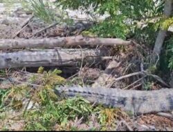 Seekor Buaya Terkam Babi Milik Warga Kelurahan Buraen