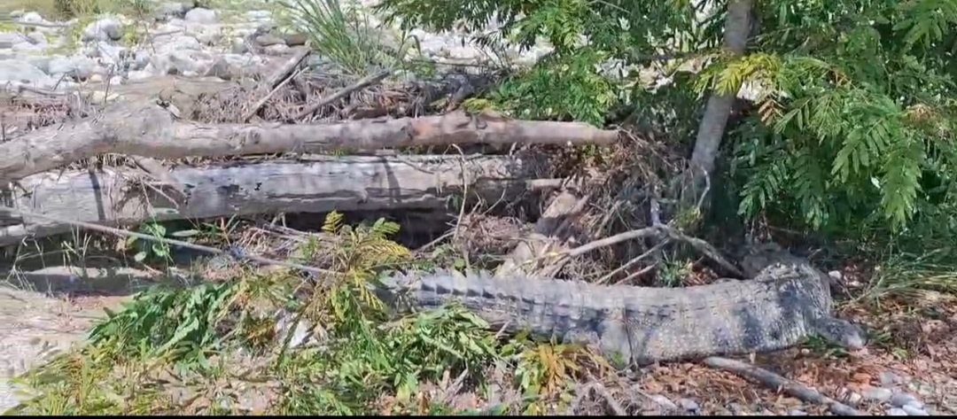 Buaya Terdampar di Kelurahan Buraen Untuk Menerkam Seekor Babi Milik Warga.