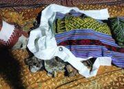 Warga Temukan Tulang Tengkorak Pria Paruh Baya di Desa Nekbaun