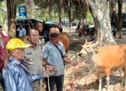 Bupati Kupang dan Ketua DPRD Kabupaten Kupang Berikan Bantuan Sapi bagi Masyarakat Kecamatan Nekamese