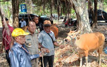Bupati Kupang dan Ketua DPRD Kabupaten Kupang Berikan Bantuan Sapi bagi Masyarakat Kecamatan Nekamese