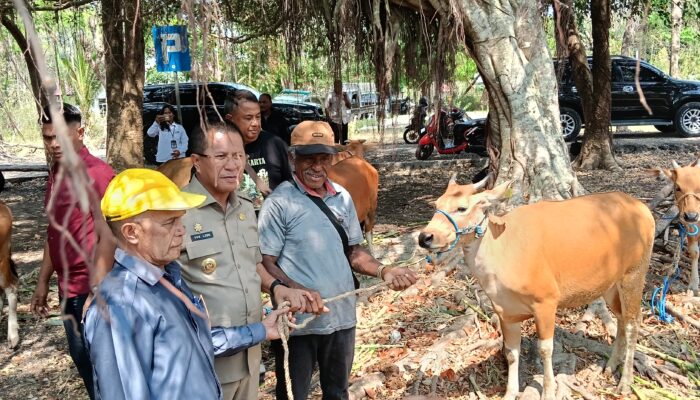 Bupati Kupang dan Ketua DPRD Kabupaten Kupang Berikan Bantuan Sapi bagi Masyarakat Kecamatan Nekamese