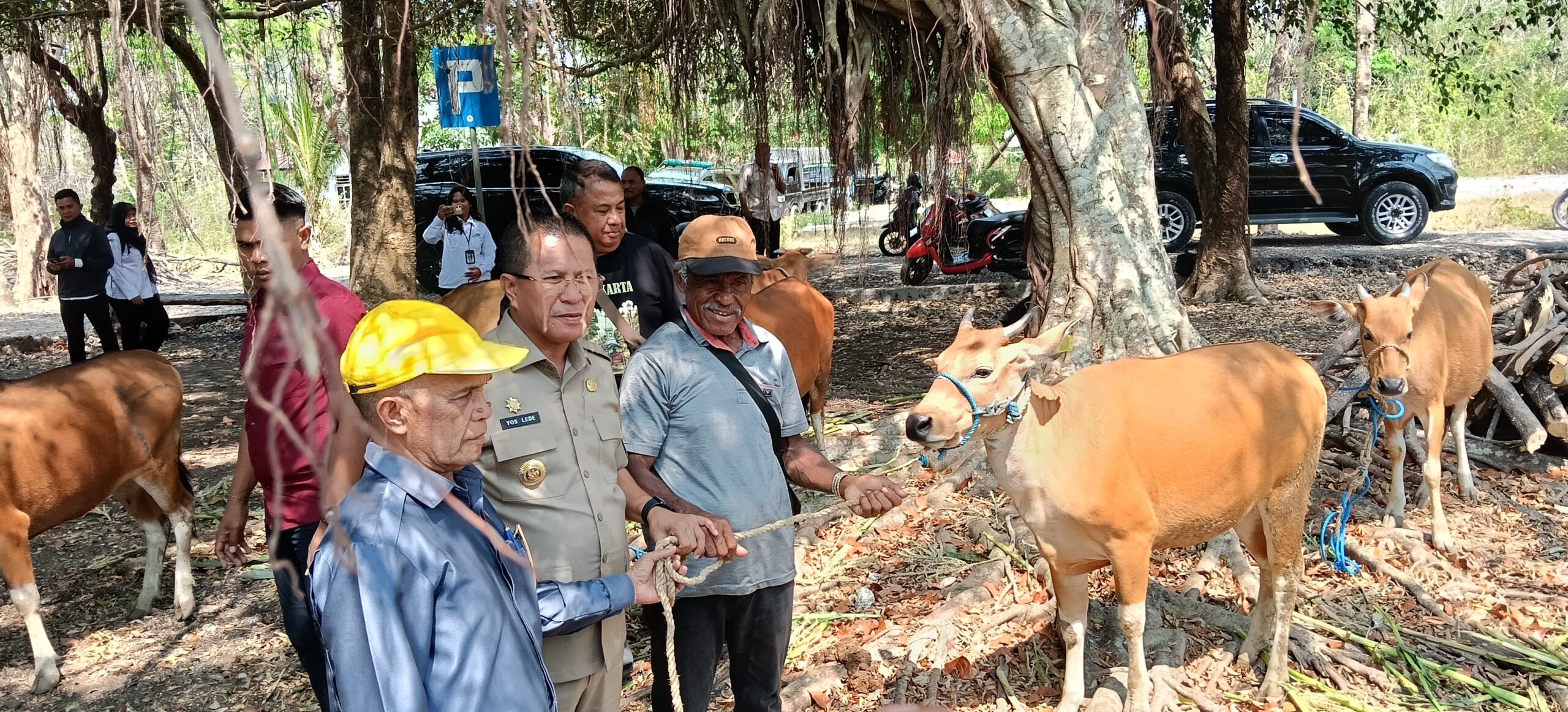 Keterangan: Bupati Kupang, Yosef Lede dan Ketua DPRD Kabupaten Kupang, Daniel Taimenas saat Memberikan Bantuan Ternak Sapi Betina Produktif bagi Masyarakat.
